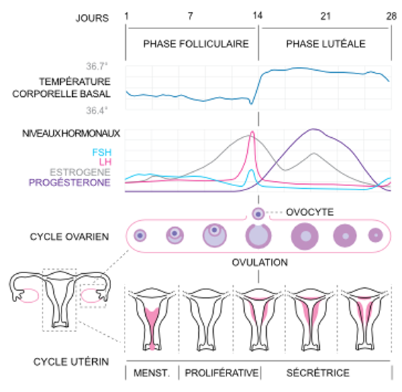 cycle féminin